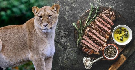 Lion Diet - diet of lion