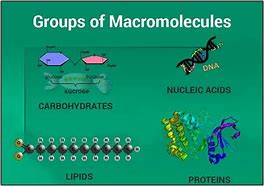 macromolecule 的图像结果