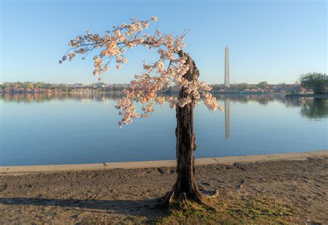 Image result for Stumpy Tidal Basin