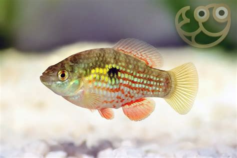 American Flagfish - Jordanella floridae Fish Profile & Care Guide