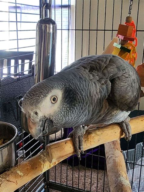 Timneh African Grey