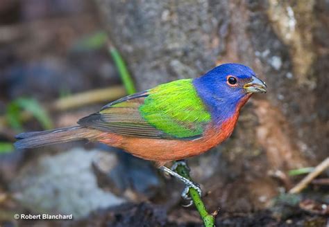 Birds Painting On Rocks 的图像结果
