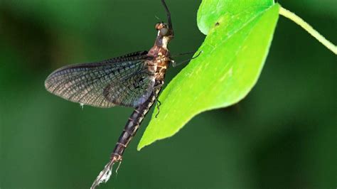 Mayfly mating madness overwhelms West Knox | wbir.com