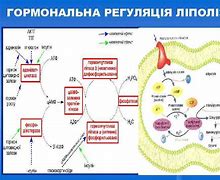 Зображення за запитом Біосинтез вуглеводів і ліпідів