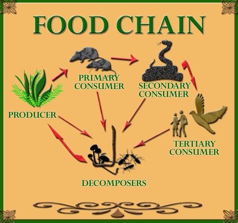 The Food Chain For Kids | HubPages