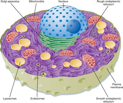 Cell Structure and Function 的图像结果