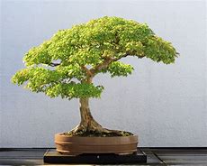 bonsai 的图像结果