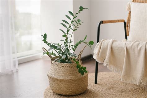 8 bathroom plants that can thrive even in humid, windowless spaces ...
