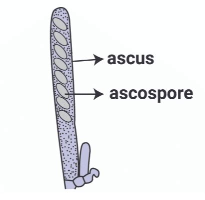 Kingdom Fungi - Biology Class 11 - NEET PDF Download