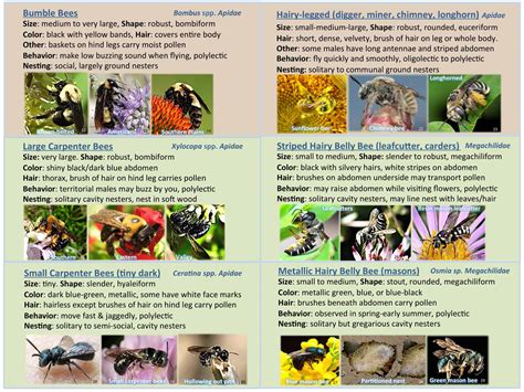 Image result for Bee Identification Chart
