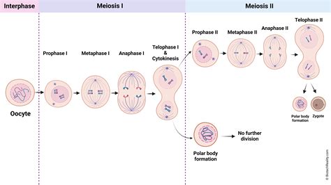 Meiosis Stages Metaphase 1