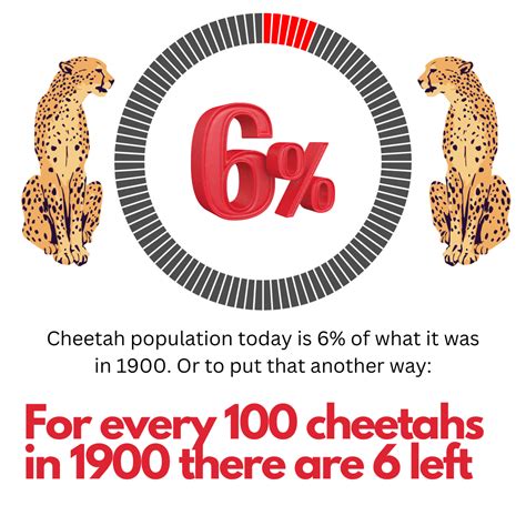 World cheetah population is about 6% of what it was in 1900 – Michael Broad