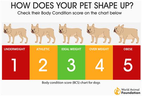 Dog BMI Calculator - Helpful Tool For Dog’s Optimal Health