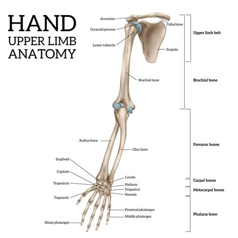 Upper Arm Bone Diagram