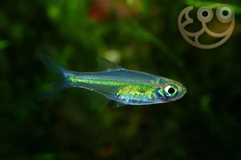 Kubotai Rasbora (Microdevario Kubotai), Tank-Bred On Sale, 42% OFF