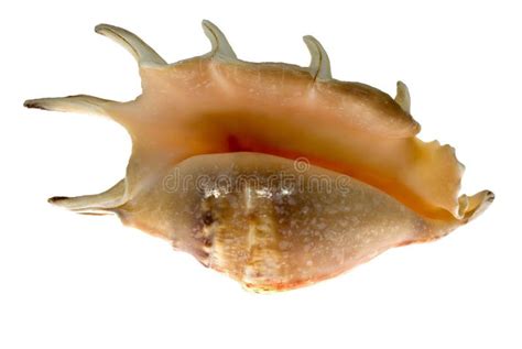 Image result for Empty Shell Body