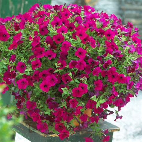 Award Winning Surfinia Petunias Plants - Richard Jackson Garden