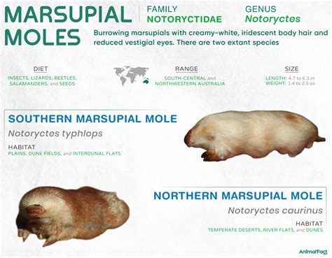 Marsupial Mole - Species, Characteristics, Habitat, Diet, & Pictures
