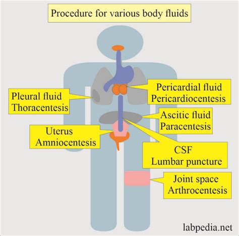 Body Fluids Analysis 的图像结果