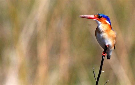 Genus Corythornis African River Kingfishers — Coke Smith Wildlife