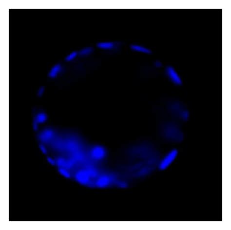 Image result for What Is LPAR