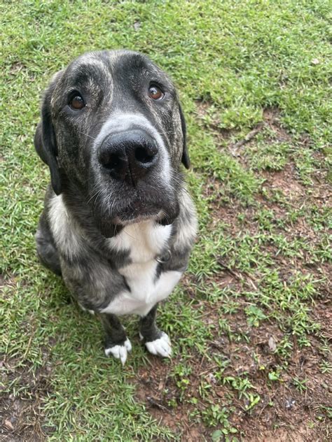 Stubborn bear bear 💖💖 : r/AnatolianShepherdDogs