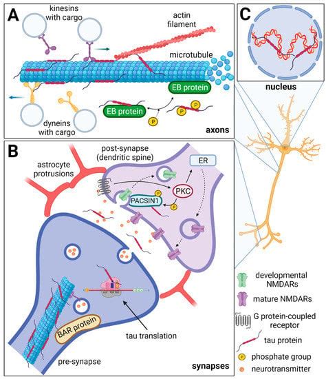IJMS | Special Issue : Role of Tau Protein in Synaptic Deterioration of ...
