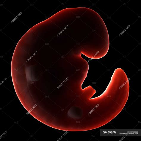 Image result for Third Week Development of Embryo