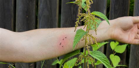 Stinging Nettle Leaf Cure
