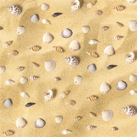 Image result for Ocean Sea Shells