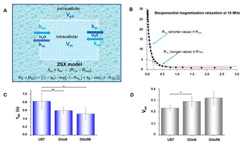 Role of Transmembrane Water Exchange in Glioma Invasion/Migration: In ...