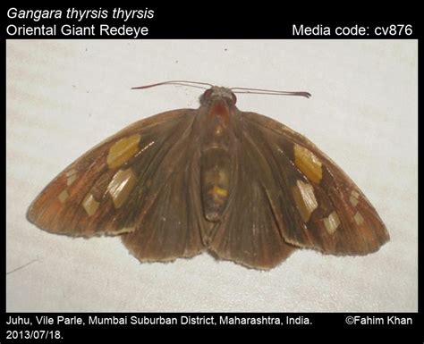 Gangara thyrsis | Butterfly