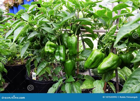 Green Sweet Peppers on the Plants Plants Stock Image - Image of grow ...