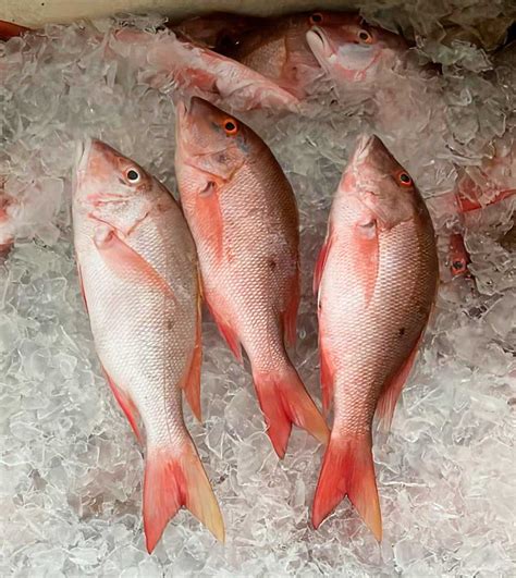 Image result for Mutton Snapper