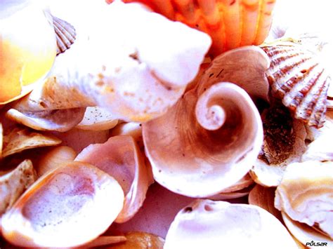 Image result for Conch Shell Food