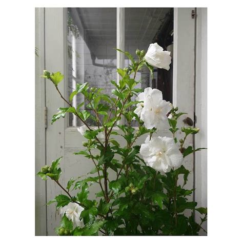 Hibiscus syriacus 'White Chiffon' | Seeding
