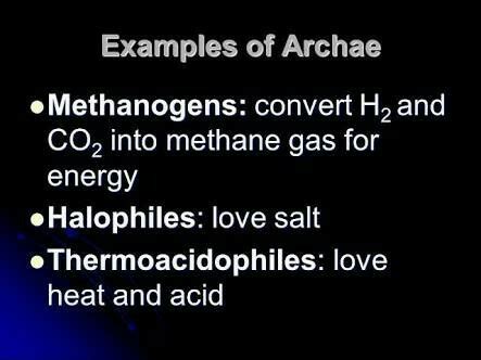 What are methanogens? Give an example. - Brainly.in