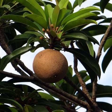 BONOBITHI Thai Sapota Chiku Fruit Tree Thai Kalapati Variety Chiku ...