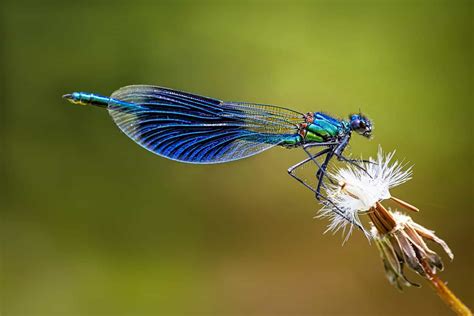 Dragonfly vs Damselfly: Difference and Comparison