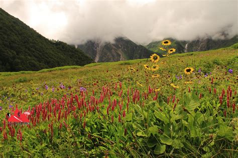Himalayan snow runner