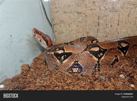Image result for Python Snake Terrarium