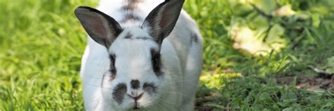 Information about rabbits - FOUR PAWS International - Animal Welfare ...