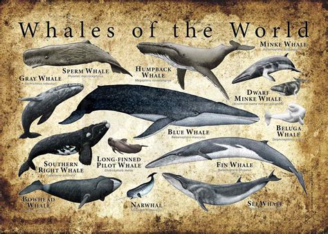 Endangered Whales Chart