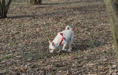 Can Dogs Eat Hazelnuts? - Dosage and Recommendations