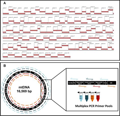 Image result for Multiplex PCR Primer Design