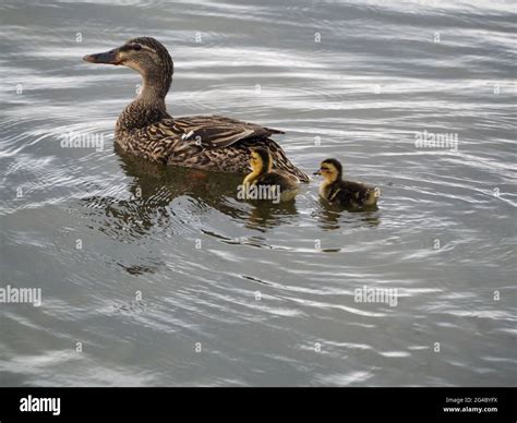 Ducks Following Mother