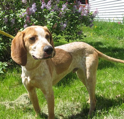 American English Coonhound / Redtick Coonhound Image American, American ...