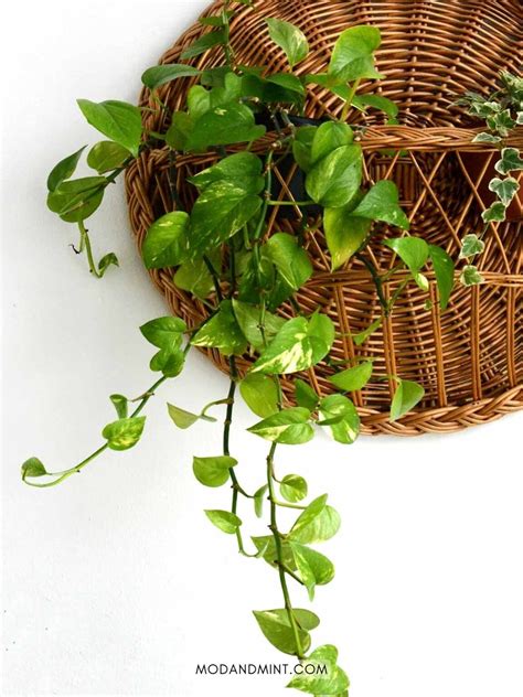 Image result for Python Code Pothos