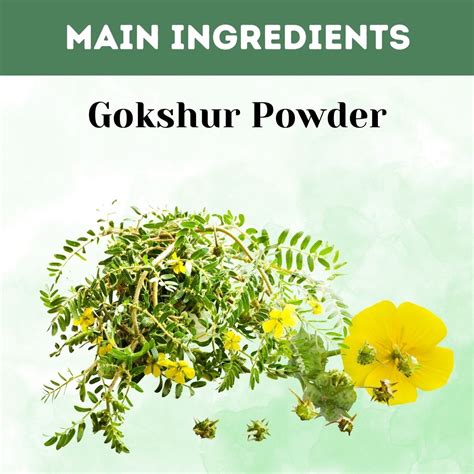 Buy Gokshur Powder For Immune Support – Herbal Hills Wellness