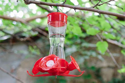 Image result for Hummingbird Feeder Setup